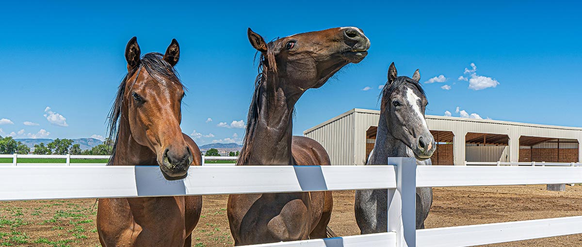 Equestrian and Hobby Farm Mortgages in the Fraser Valley